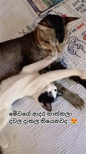 අපේ කොටීගෙ දරු සුරතල් #cat #yousee #funny #short #virel