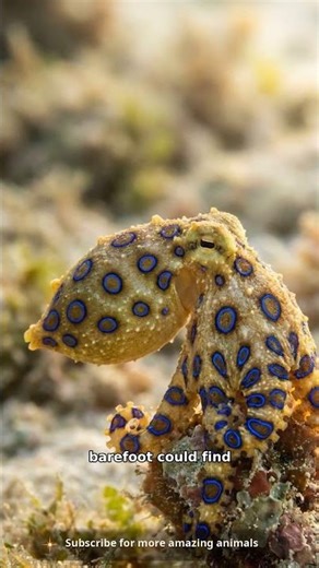 This blue-ringed octopus should be called the death octopus