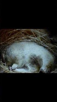 Why This Squirrel Purges Its Own Blood to Survive