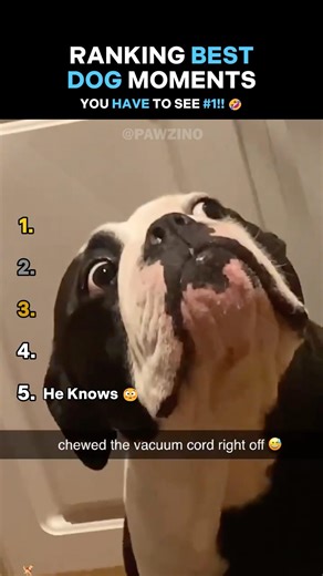 These Dogs Know They Messed Up 😂