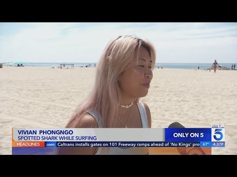 Surfer describes close encounter with great white shark at Newport Beach