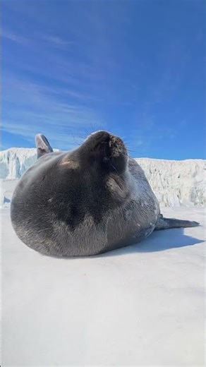 Weekly $500 SkyPixel award winner: I could watch this seal pup nap all day | Osmo Nano
