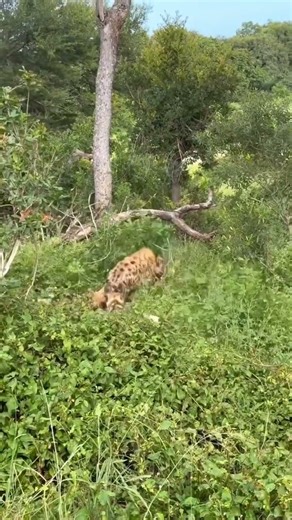 Hyena Chased by African Wild Dogs | Rare Predator Conflict Explained | #wildlife