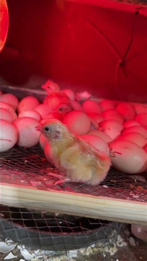 Sweet egg hatching at day 19