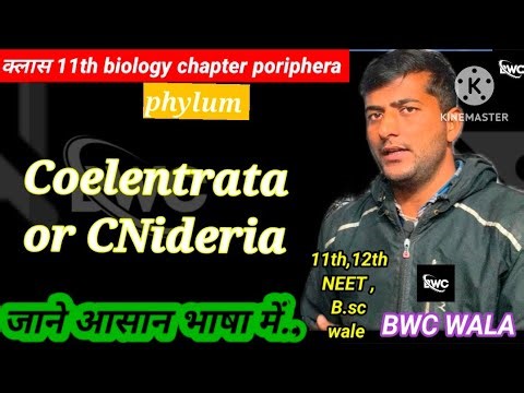 Phylum coelentreta or Cnideria bsaic lacture 1/in hindi #BWC WALA
