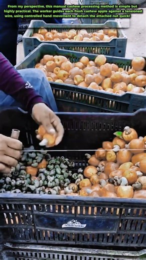 Cashew Nut Separation: How Workers Remove Nuts Using a Simple Wire
