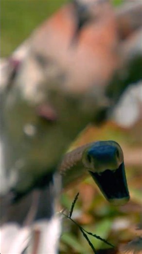 Close call! Black mamba just missing its target #wildlife #shorts #snakes