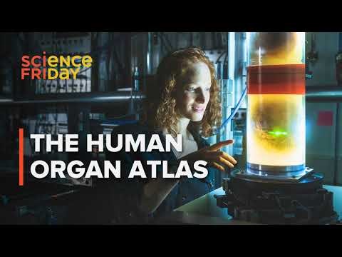 How a particle accelerator illuminated 56 human organs