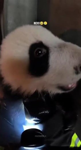 Firefighter Rescues a Baby Panda in Zoo Fire!