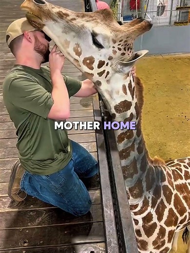 This Giraffe Gave Her Life to Save Him! #animals #usa