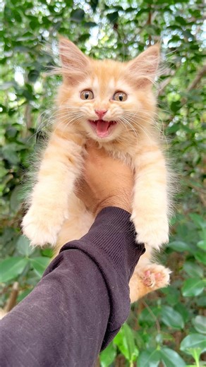 Cats videos 💕! Cat sound ! Cat ! Persian cat sound ! Cat voice ! Kitten meowi ! Meow ! Cat meowing