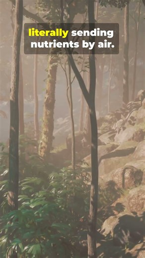 This Sahara Dust Keeps the Amazon Alive