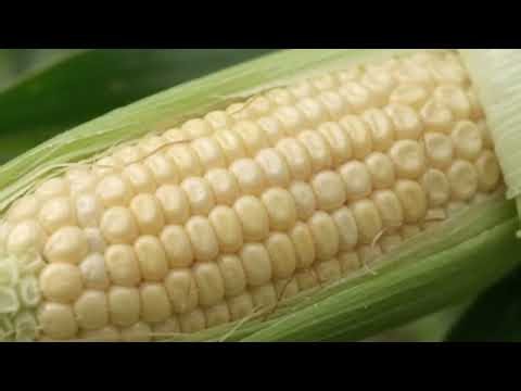 How Millions of Corn Kernels Are Harvested 🌽Inside a Massive Corn Farm: