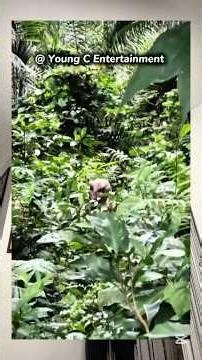 Skin Walkers And Aliens Exist In The Woods