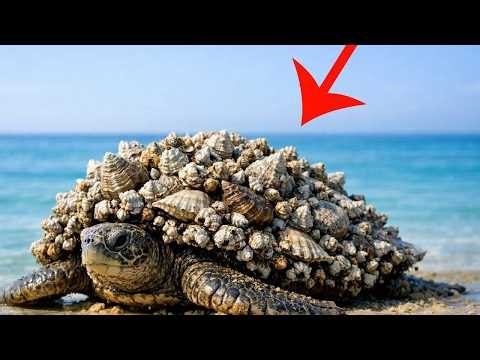 Sea Turtle Cleaning Compilation | Barnacle & Mollusk Removal ASMR