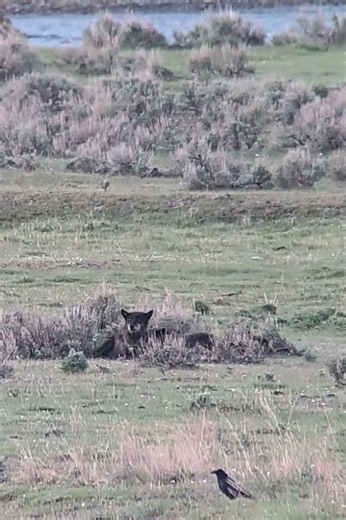 Lounging Wolves