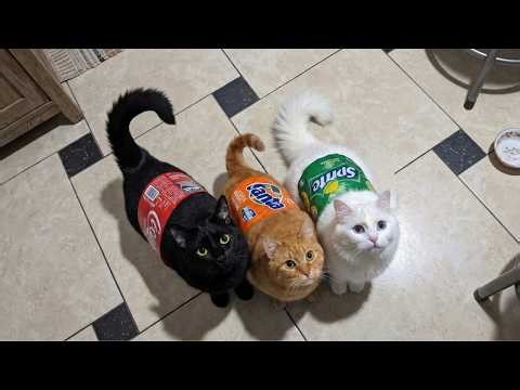 Try Not To Laugh 😂 Funniest Cats Videos 2026