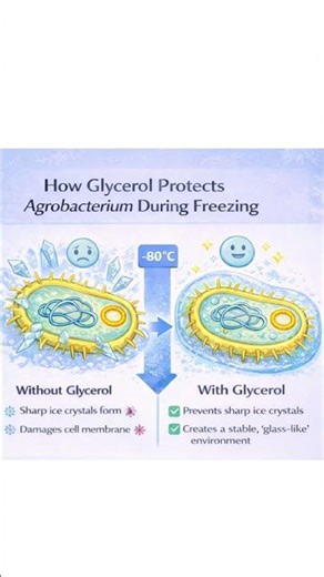 Why do we add glycerol to store bacterial cultures like Agrobacterium