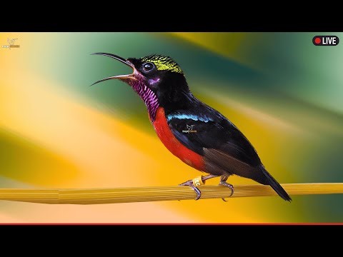 🛑Hummingbird Sounds 24 Hour (Bird-Attracting, Ambient, White-noise, Study, Focus, ASMR, Meditation)