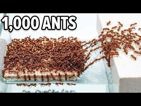Can 1,000 Ants Build a Bridge Across Water?