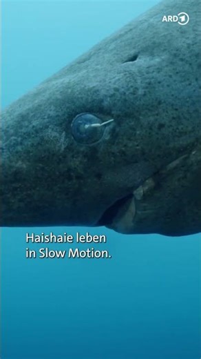 Alt, älter, Eishai – Die Geister der Arktis