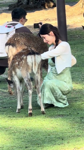 【奈良公園】🦌 大きな鹿との癒しの瞬間💚 #narapark #鹿 #NaraPark #NaraDeer #日本旅行 #JapanTravel #shorts