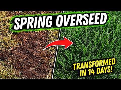 Complete Spring Overseeding Guide: Transform Your Lawn in 14 Days!