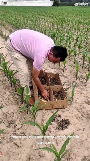 Why Do Thai Farmers Release Birds Into Their Fields? The Secret Is Genius! #facts