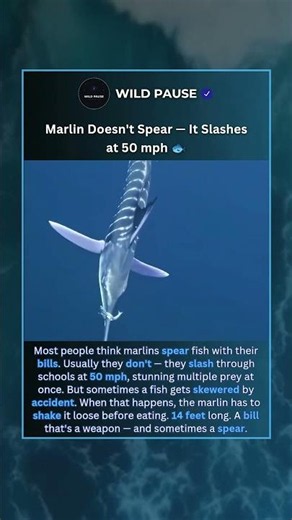 What Really Happens When a Marlin Strikes 🐟💥 #shorts #oceanlife