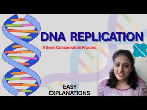 DNA Replication : A Semi Conservative Process🧬