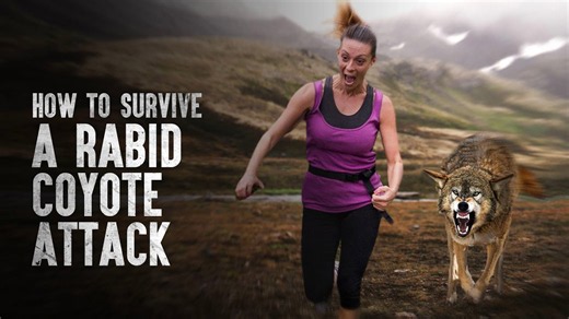 Discover the essential medical advice to survive a rabid coyote