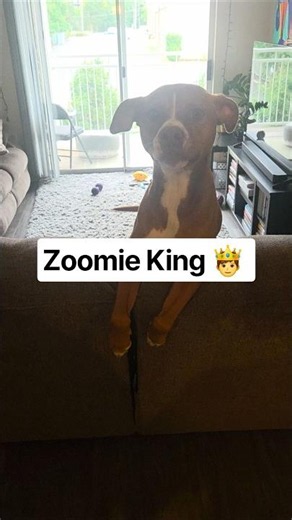 King of Zoomies 🤴 #dogshorts #pitbull #doggo