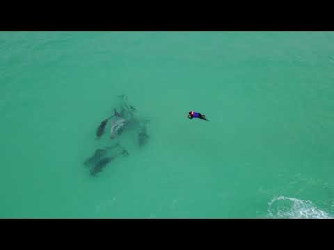 Dolphin Swim Tour Drone Footage March 2026