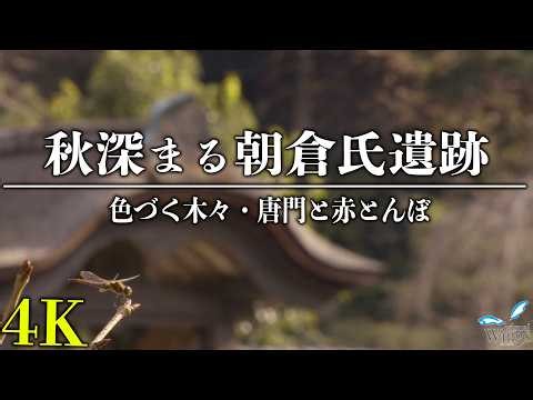 【映像の旅】朝倉氏遺跡の秋 【観光/福井/朝倉氏遺跡/唐門/赤とんぼ】