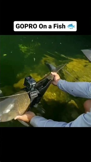 GOPRO ON A FISH!