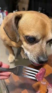 Minion gets a 2nd party #narrowayhomestead #theoneandonlyminion #steak #party #dog