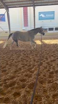 Morning with the horses-walking through the alleyway #westernpleasure #zone2 #HorseLife