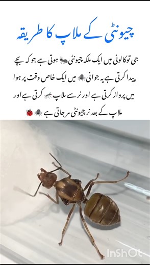 Queen Ant Mating Process #ants #naturefacts #wildlife #nature #shorts