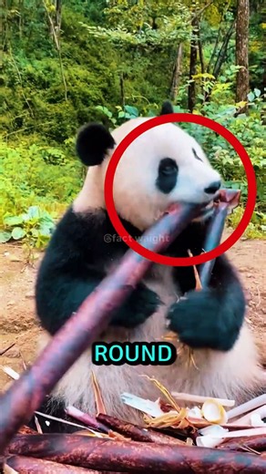 Why Do Pandas Keep Falling Over? 🐼😂 The Real Reason