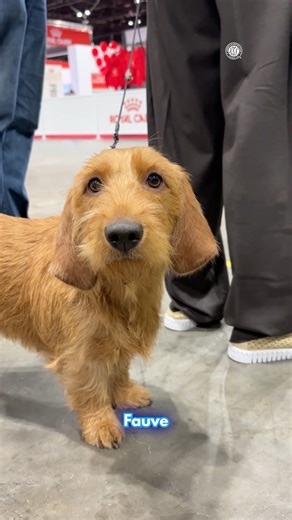 There’s a newly AKC-recognized breed in town! Did you know the Basset Fauve de Bretagne is also known as the Fawn-Colored Brittany Basset? | American Kennel Club
