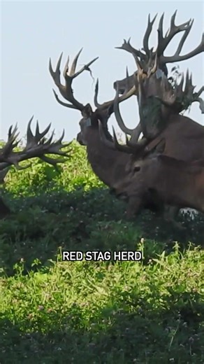 RED STAG HERD