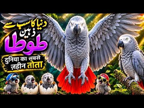 African Grey Parrot: You Won't Believe How Intelligent This Bird? The World's Smartest Talking Bird