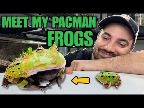 Meet all of my Pacman Frogs! Unboxing, feeding, news and more!