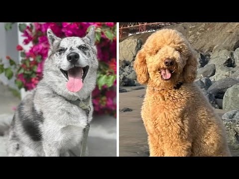 2 dog deaths, reports of abuse prompt investigation of San Francisco pet sitter from popular app