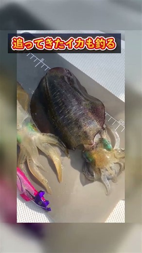 ティップラン 追ってきたアオリイカも釣る｜チェイスにもう1本でダブルヒット #アオリイカ #ティップラン