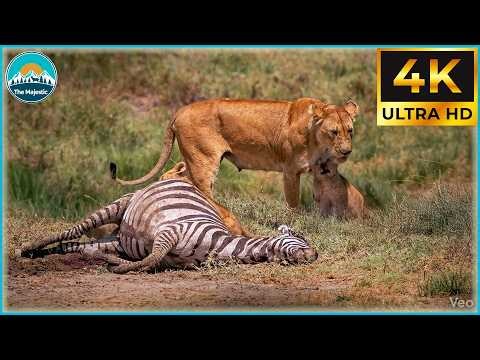 Craziest Lion Attacks Ever Caught On Camera #NatureDocumentary | Wild Animals #189