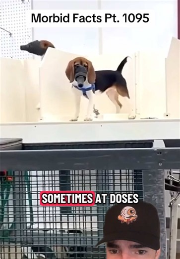 Taking advantage of beagles because of their niceness is evil stuff… #morbidfacts #fyp