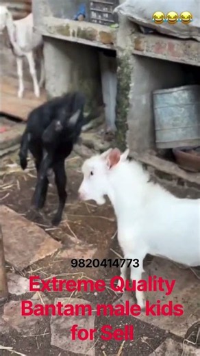 शौकीनों के लिए शानदार Bantam Male Goat बिक्री के लिए उपलब्ध | Best Bantam Bakra For Sale 9820414773