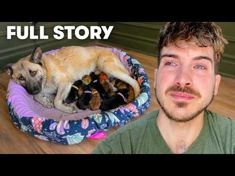I Saved a Pregnant German Shepherd’s Life