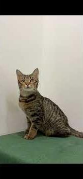 Domestic Short Hair Kitten For Adoption - 8 Months, Lucas 💙 from Selangor